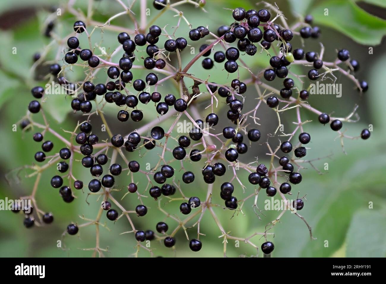 Cluster of wild black elderberry berries (sambucus canadensis) in the woods during late summer.  Abstract view. Stock Photo