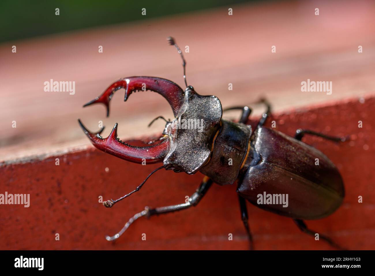 Brown stag beetle Lucanus cervus, the largest european beetle Stock Photo