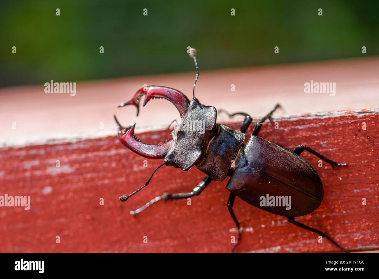 Brown stag beetle Lucanus cervus, the largest european beetle Stock Photo