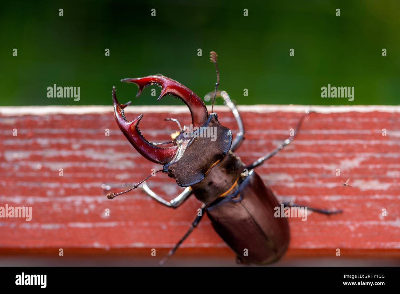 Largest of the european beetle hi-res stock photography and images - Alamy