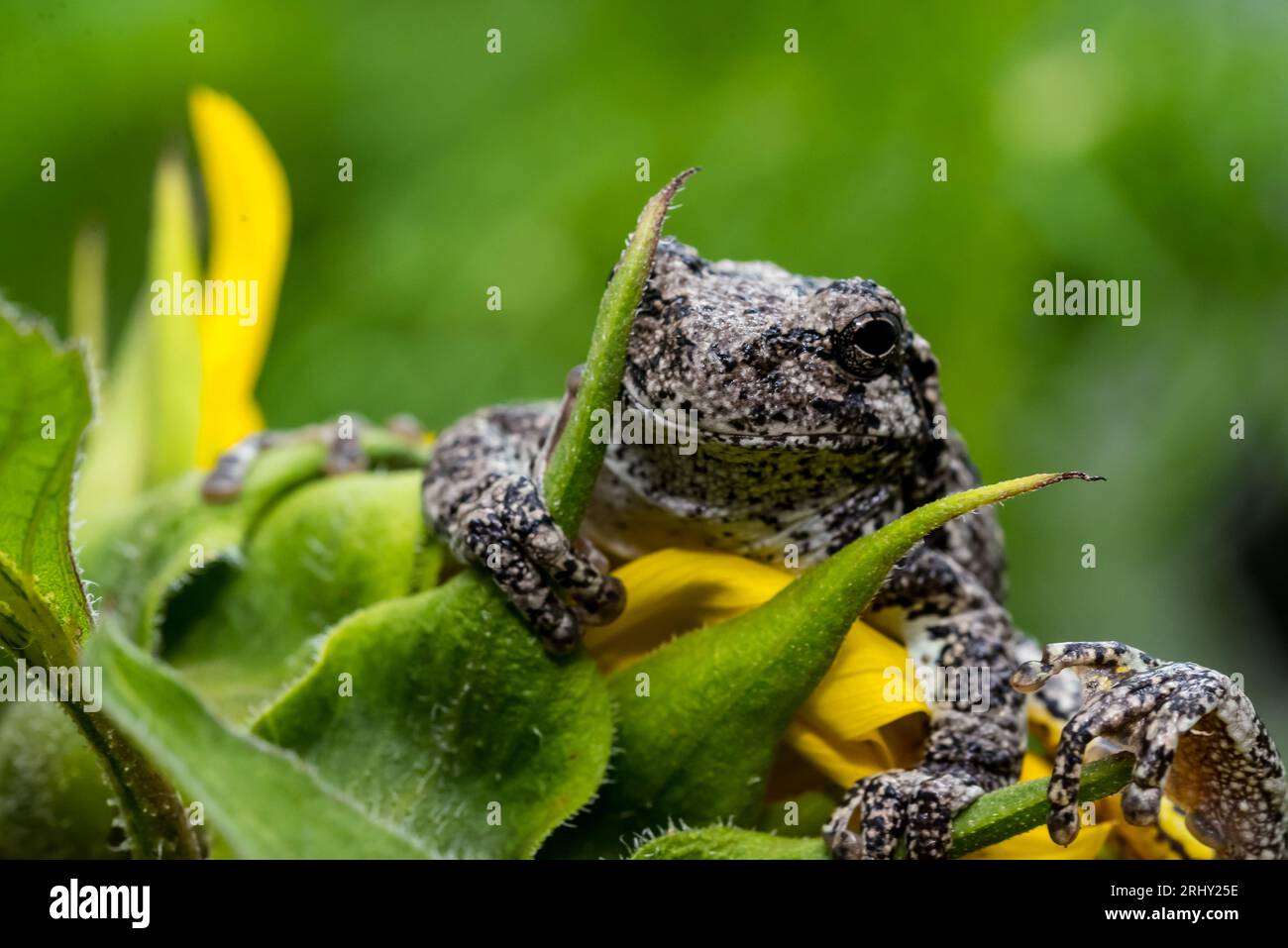 Grey Tree Frog posing in the garden Stock Photo