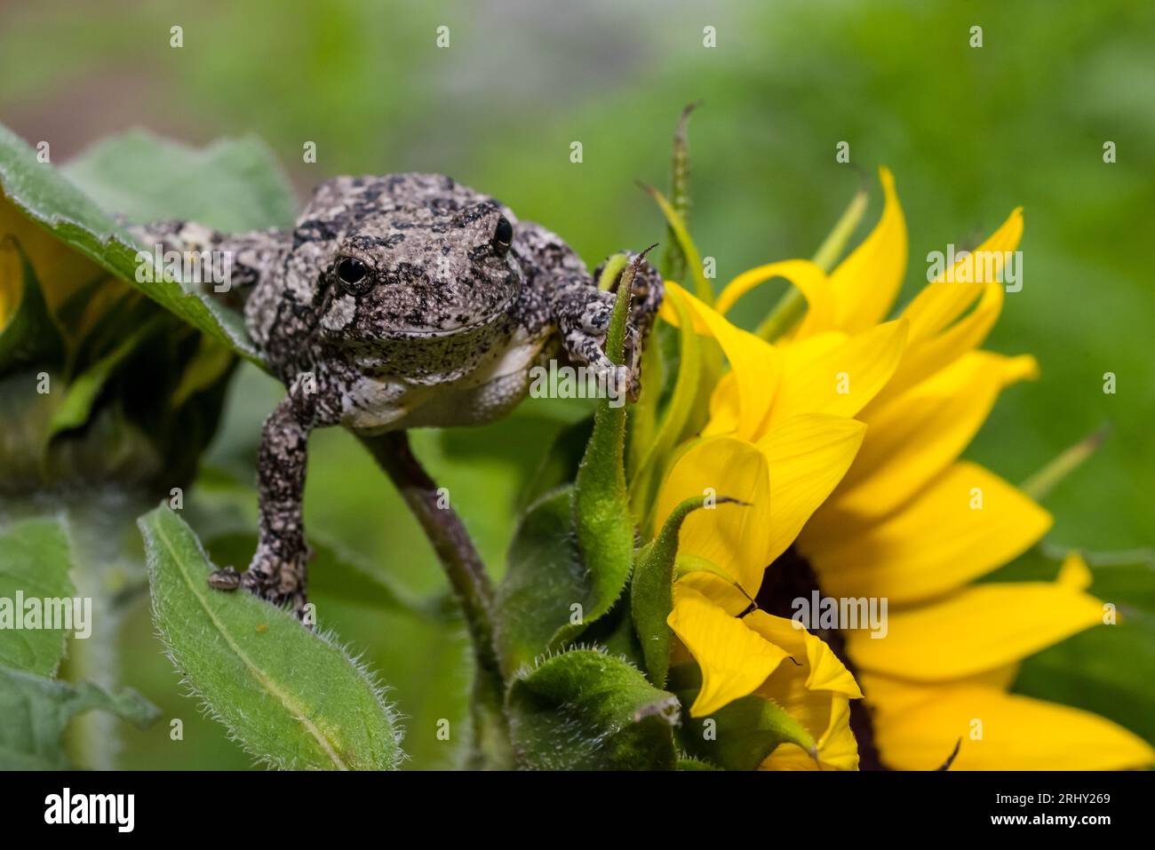Grey Tree Frog posing in the garden Stock Photo