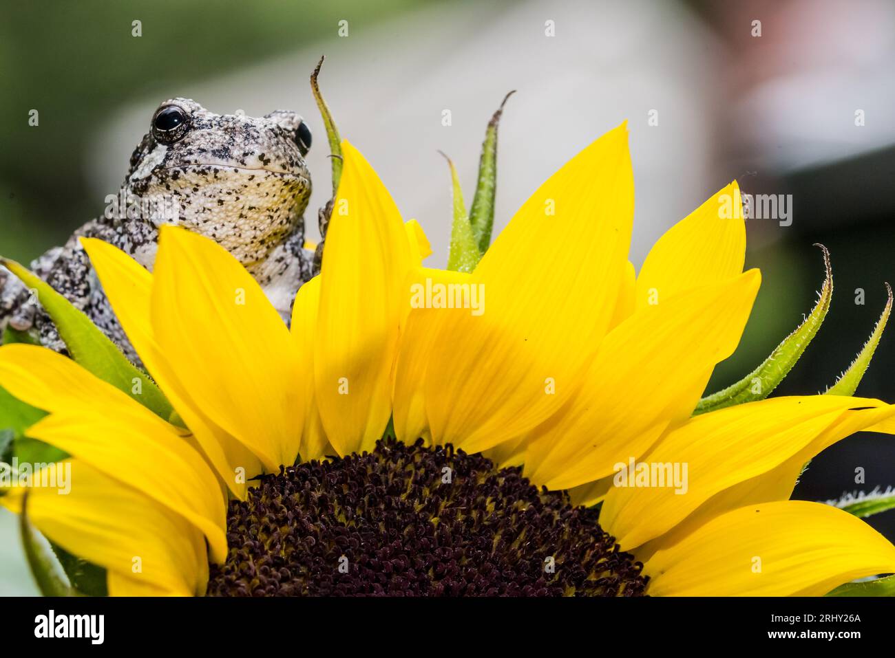Grey Tree Frog posing in the garden Stock Photo