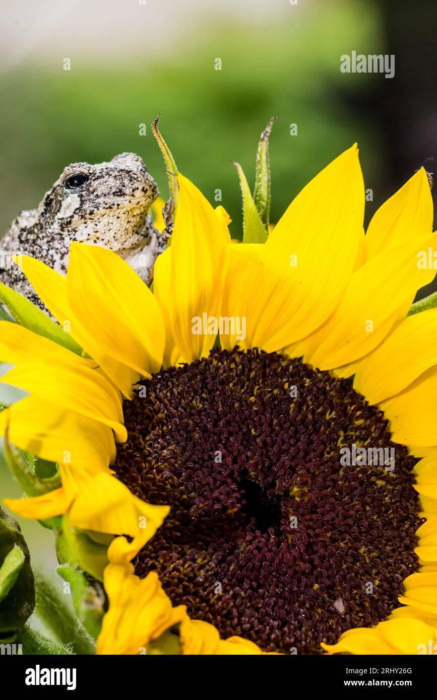 Grey Tree Frog posing in the garden Stock Photo