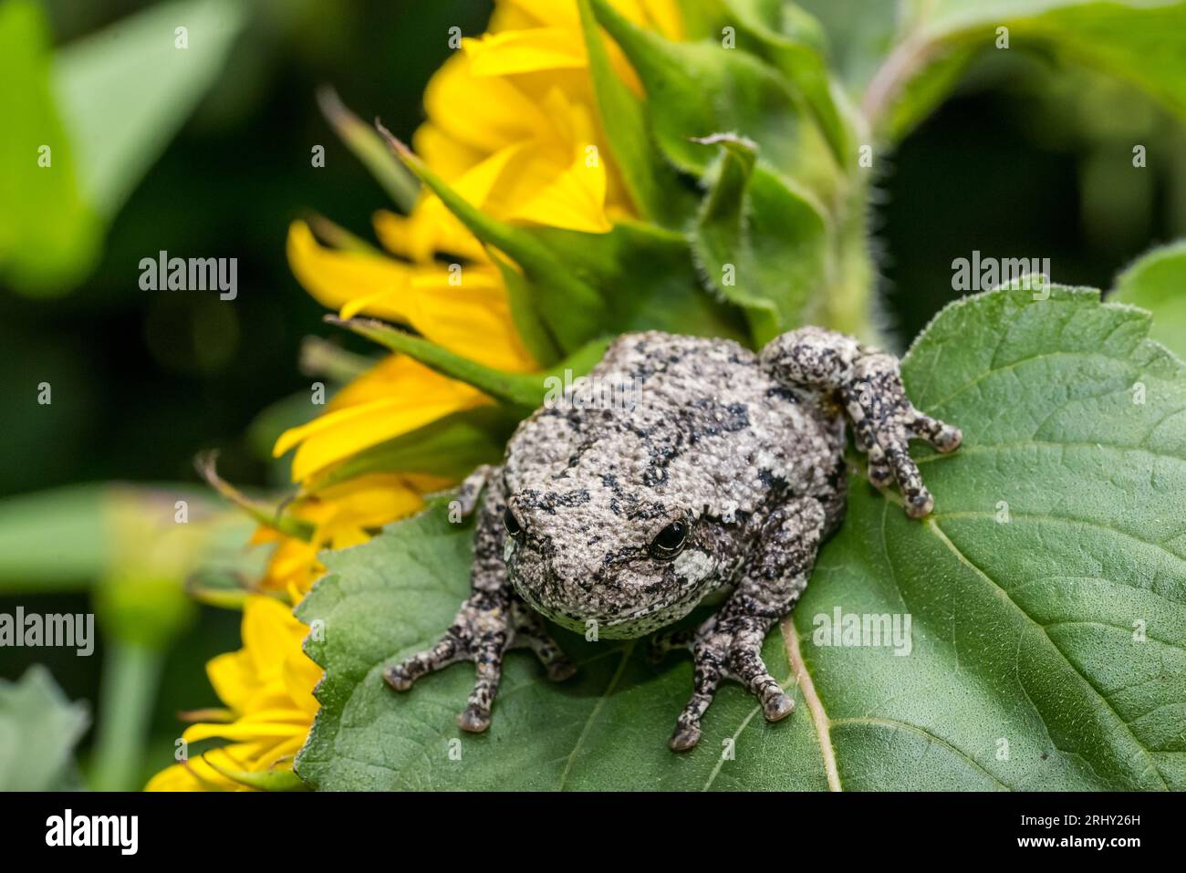 Grey Tree Frog posing in the garden Stock Photo