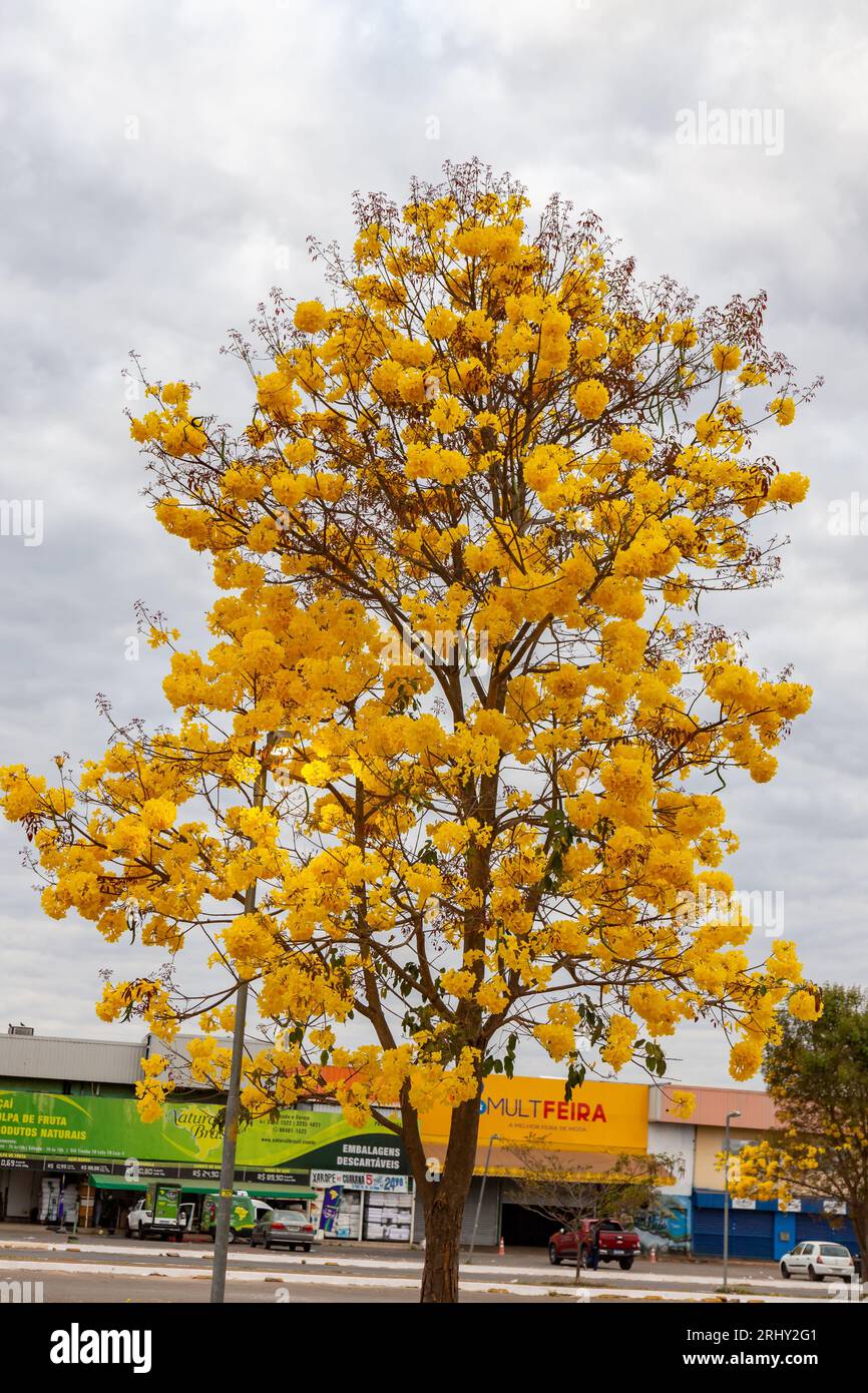 Golden trumpet tree, aka Yellow Ipe. Tabebuia Alba tree, Handroanthus albus. Brazilian ipê Stock Photo