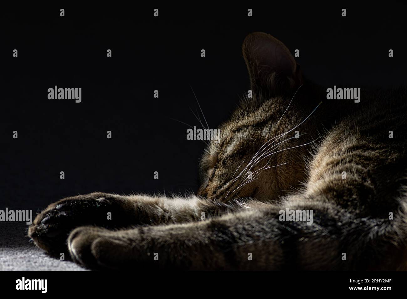A sleeping tabby cat Stock Photo