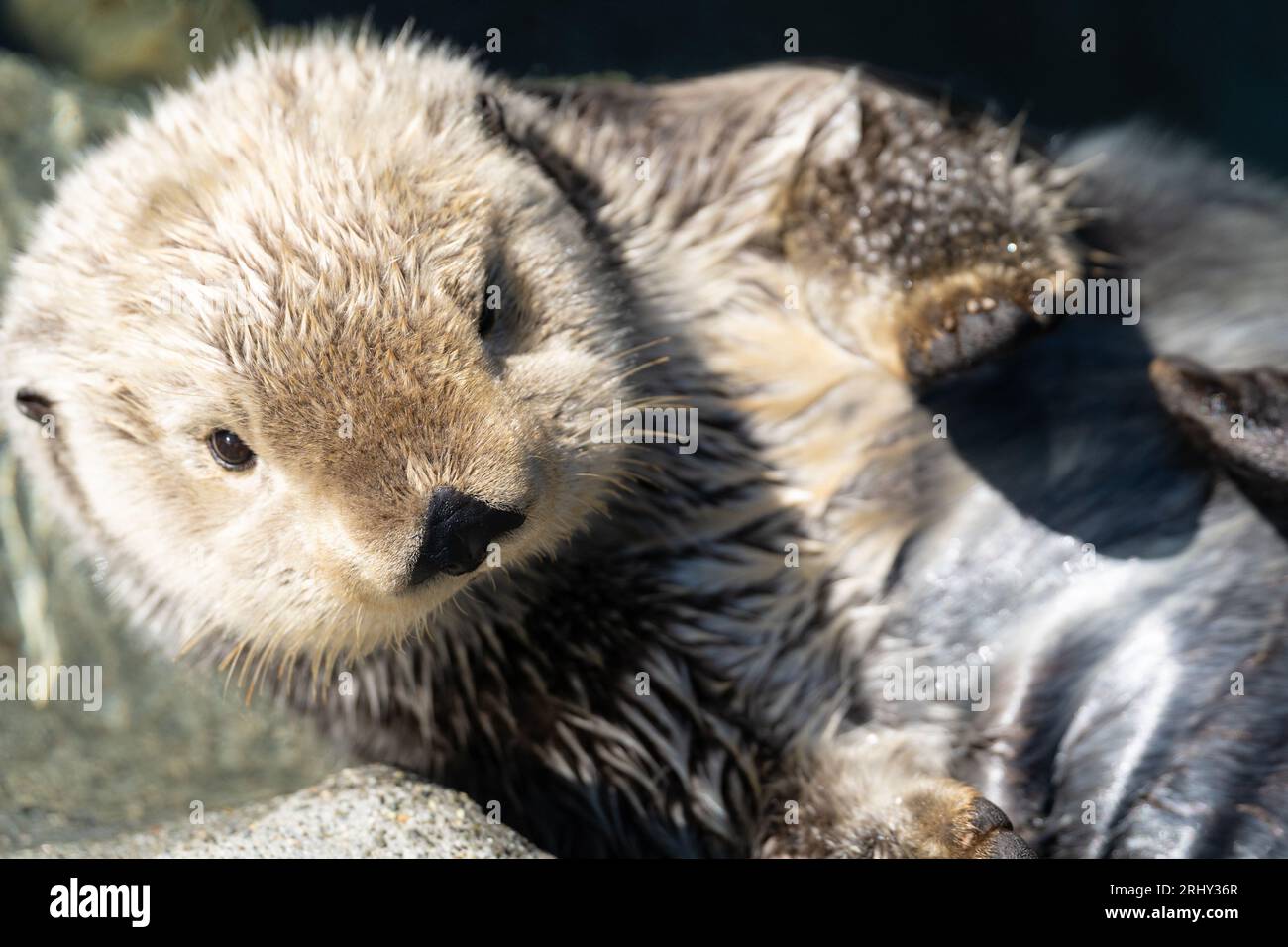 What happens to animals and staff