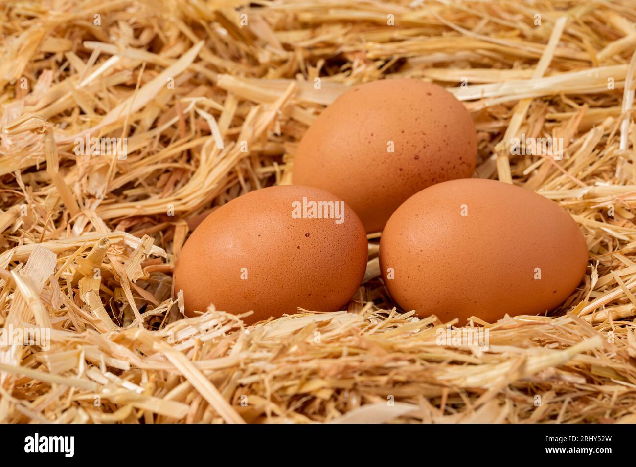 Fresh brown chicken eggs in nest of straw. Organic, cage-free and free-range poultry farming concept. Stock Photo