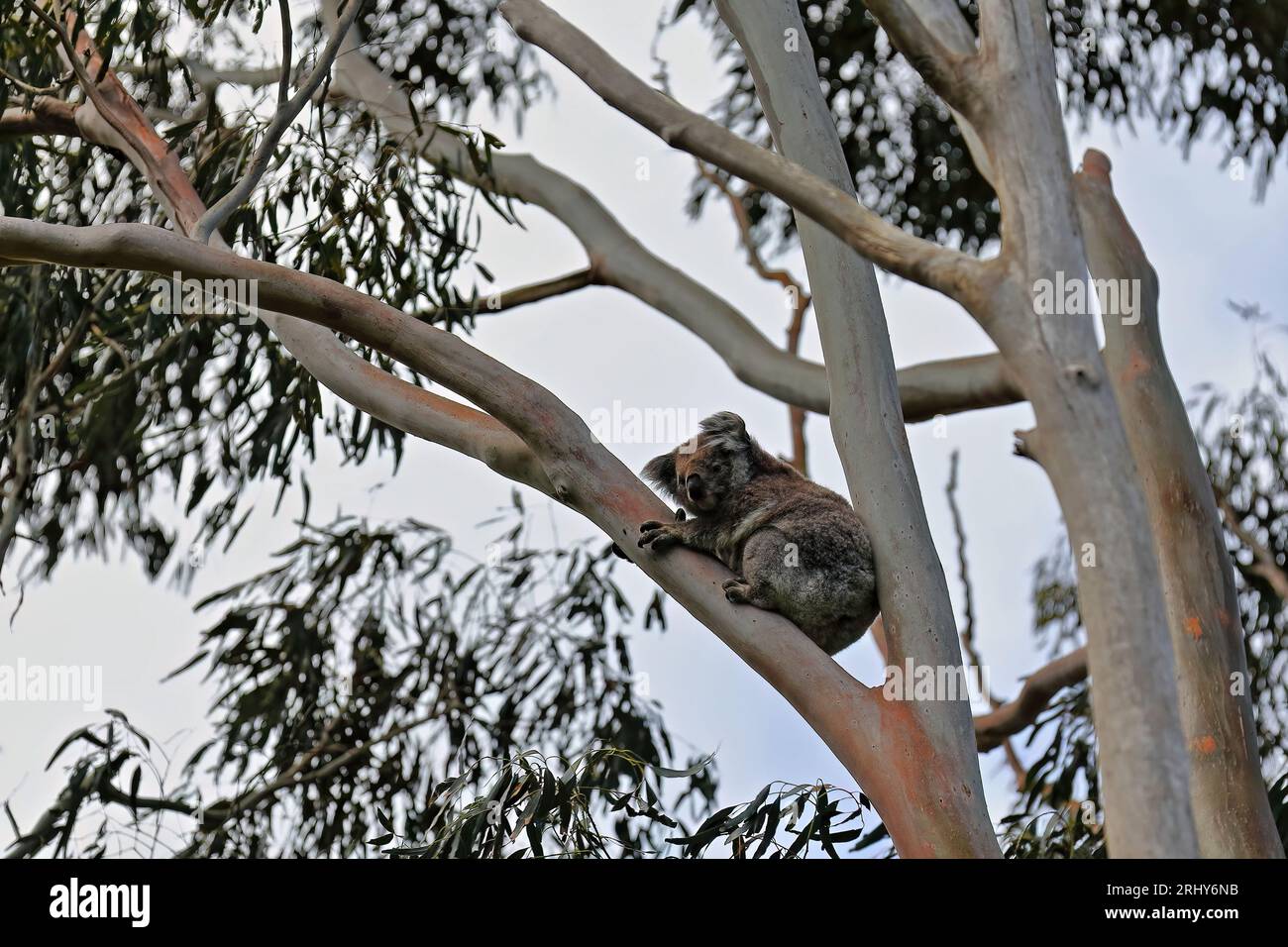 855 Victorian koala sitting on a eucalyptus tree branch while looking down to the ground, Tower Hill volcano area. Victoria-Australia. Stock Photo