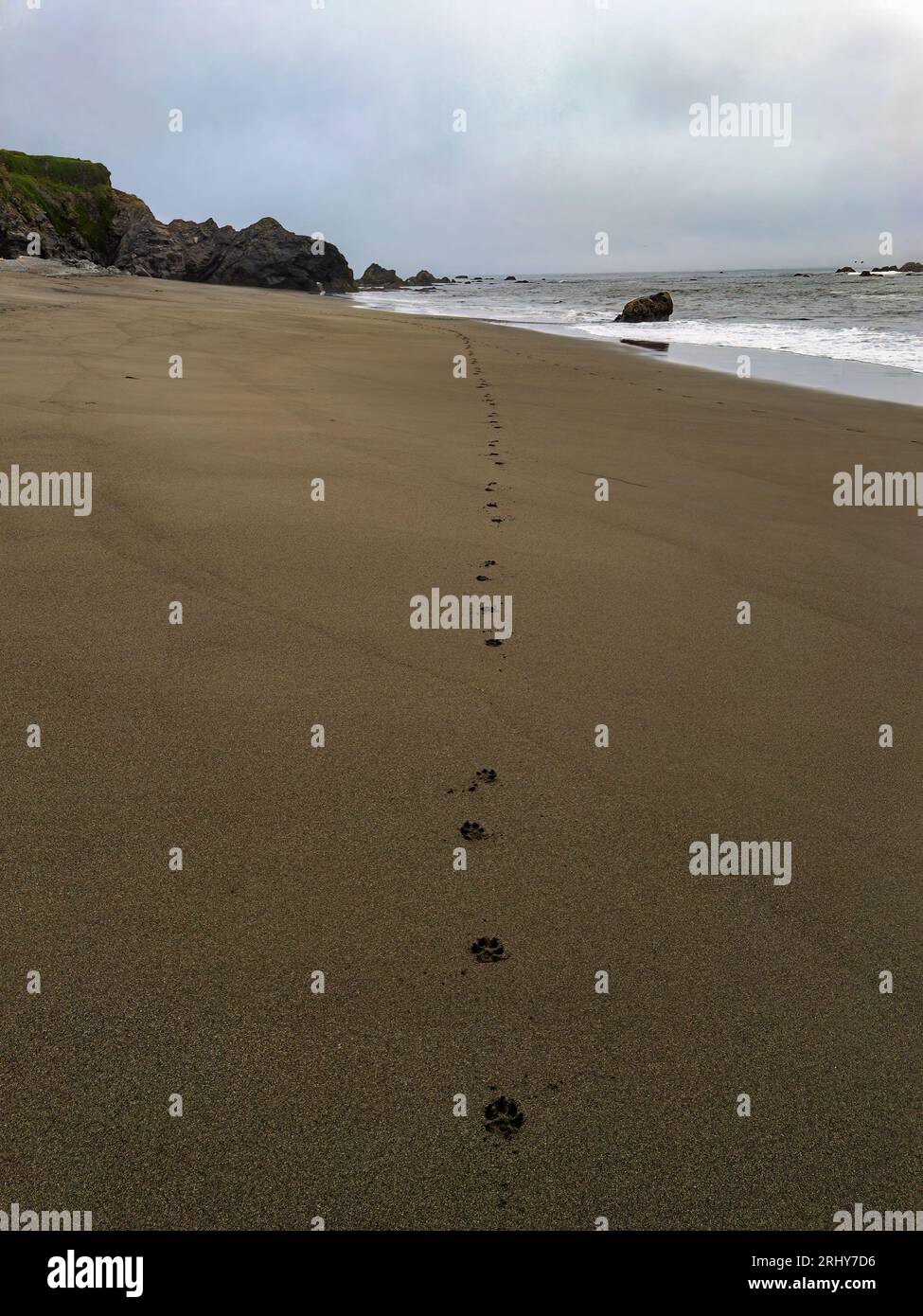 Dog Tracks on Brookings Beach, Oregon, USA Stock Photo Alamy
