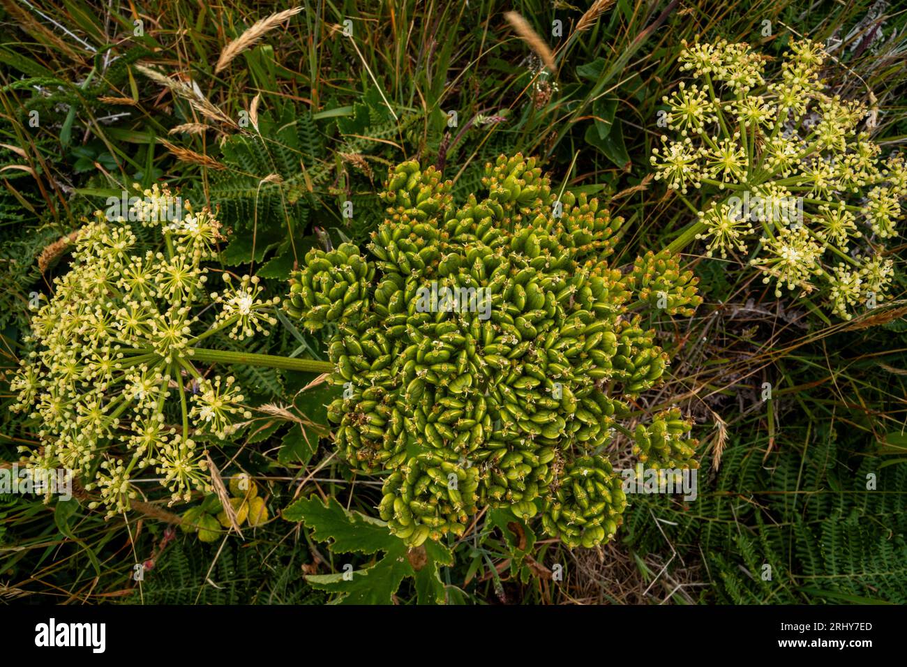 Cow parsnip (Heracleum maximum) at Cape Ferrelo. Stock Photo