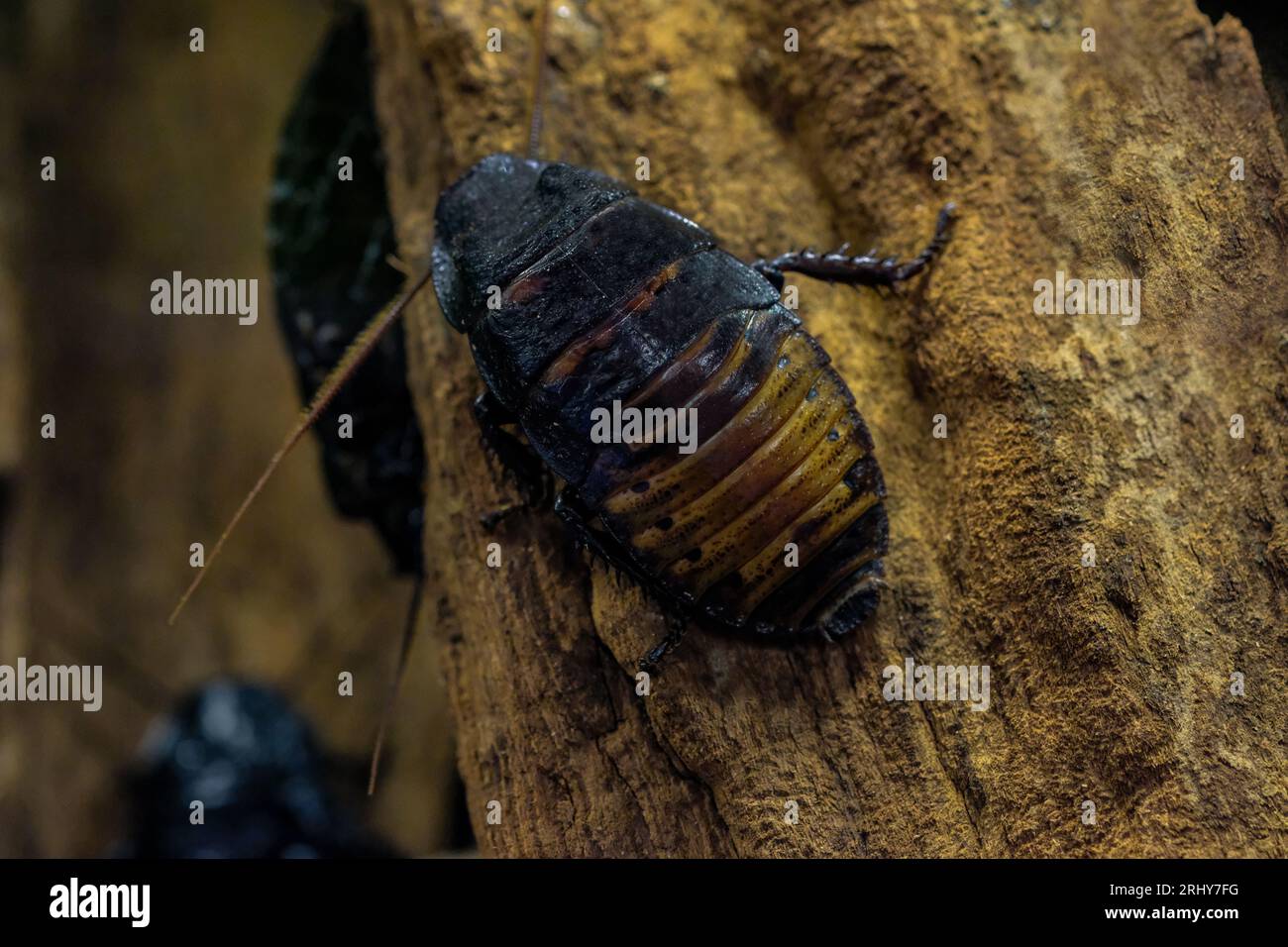 Cucaracha hi-res stock photography and images - Alamy