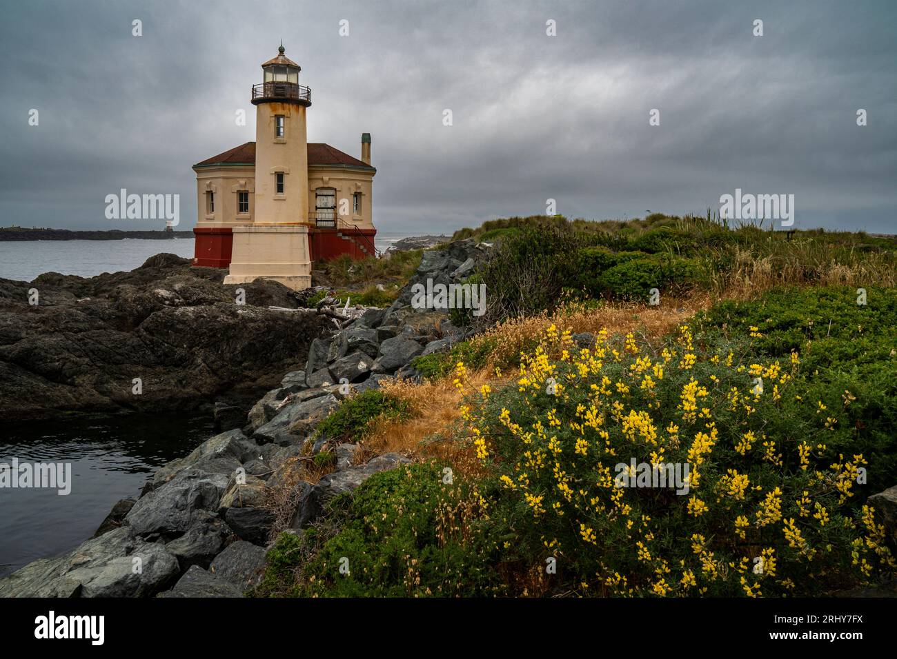 With coastal bush lupines (Lupinus arboreus) in the foreground, the Coquille River Lighthouse, located at the mouth of the Coquille River in Bandon,OR Stock Photo