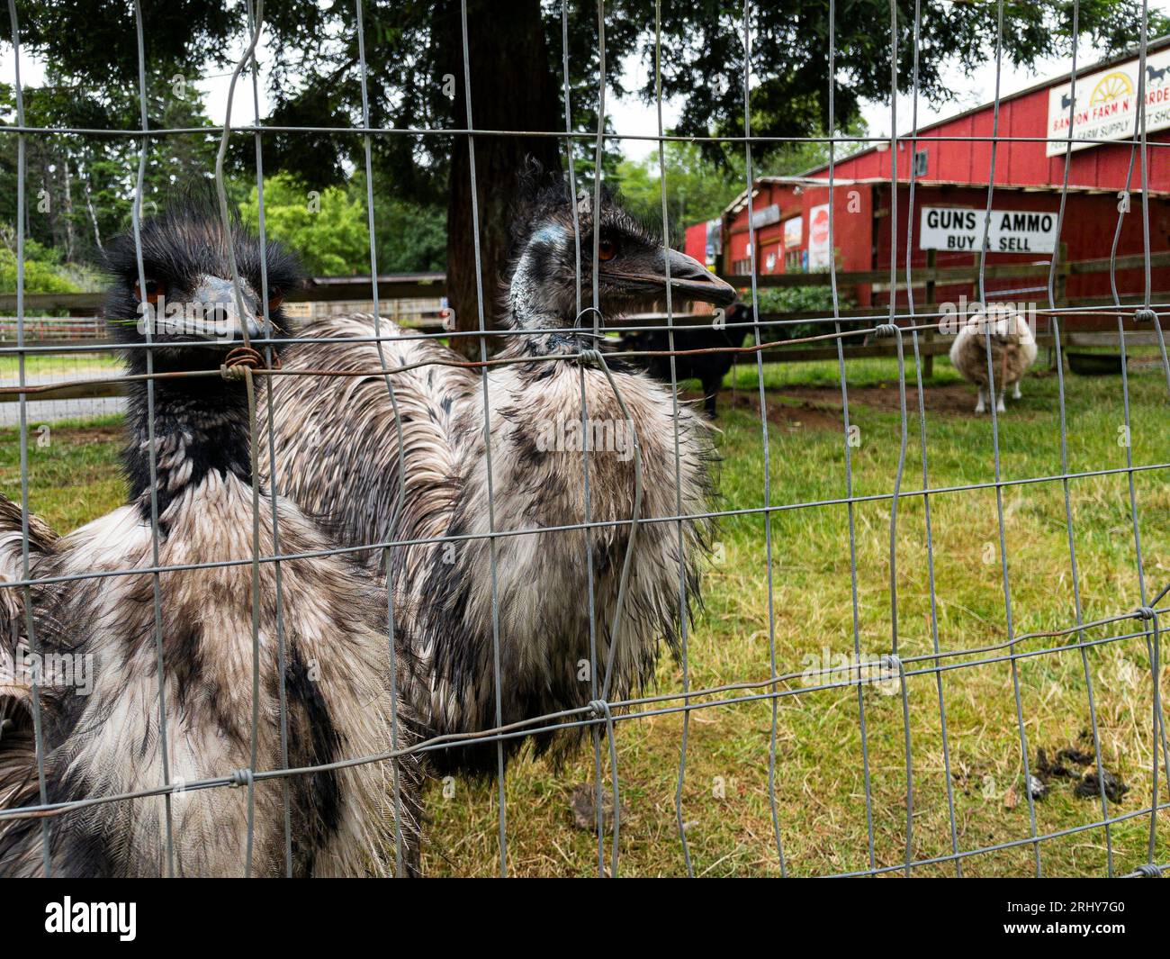 Emus and sheep in pen at gun shop in Bandon, Oregon Stock Photo