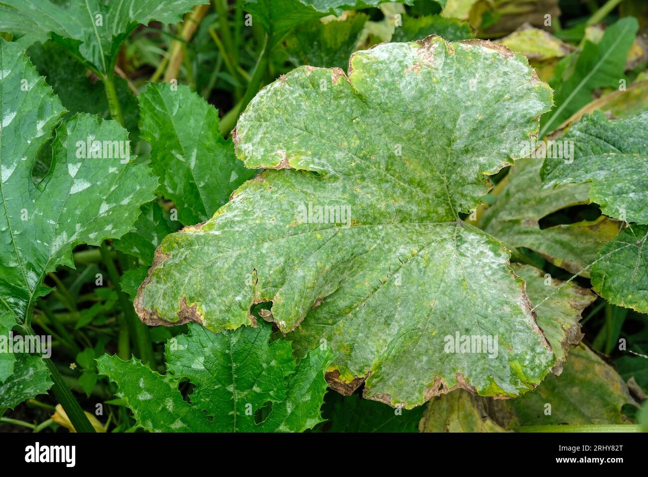 White coating on the leaves of zucchini in the open field. Powdery