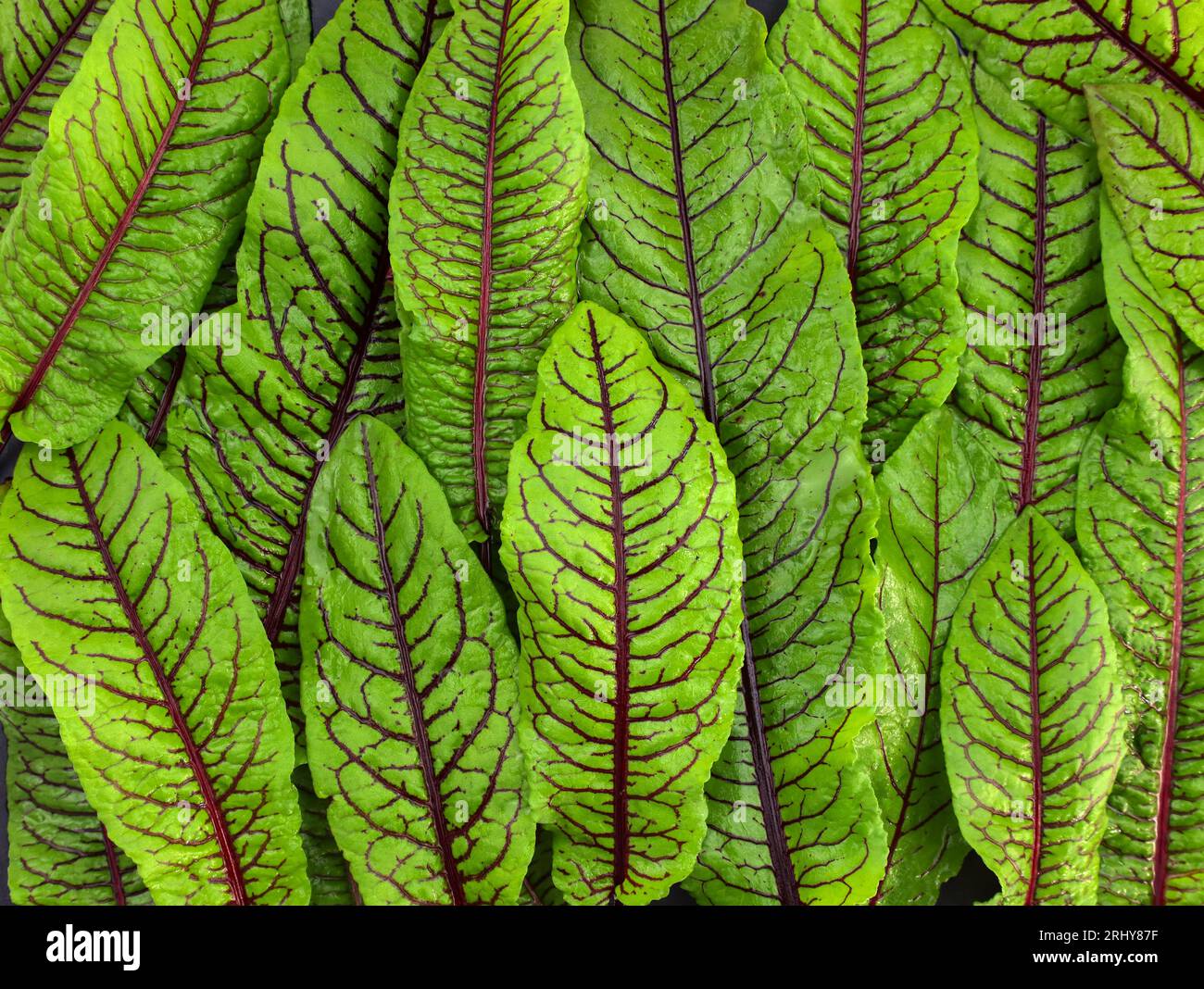 Redveined sorrel top view. Fresh micro green sorrel leaves. Background