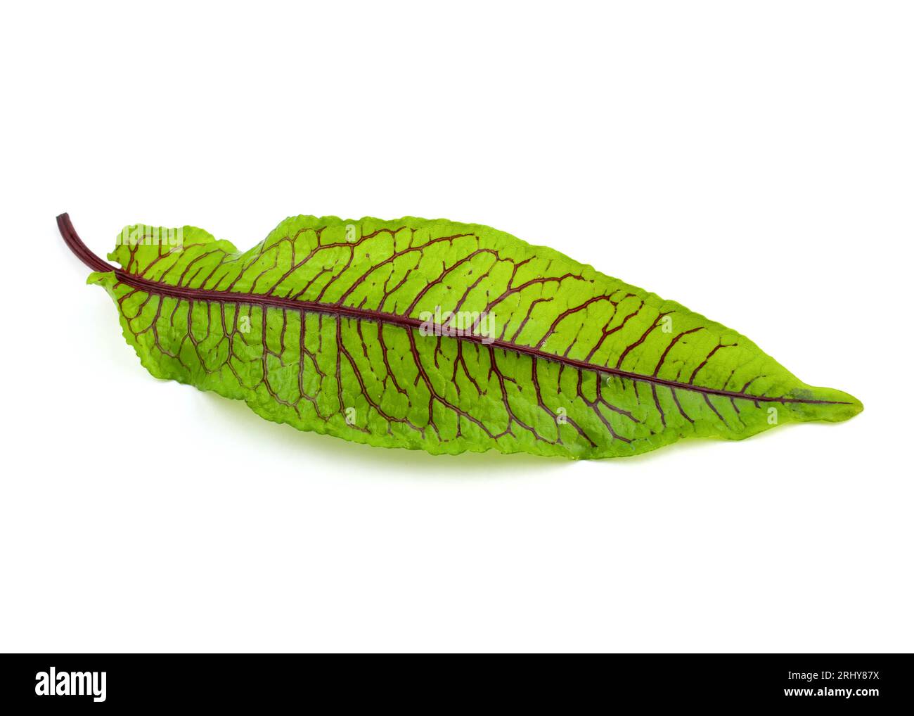 Redveined sorrel top view. Fresh micro green sorrel leaves on white