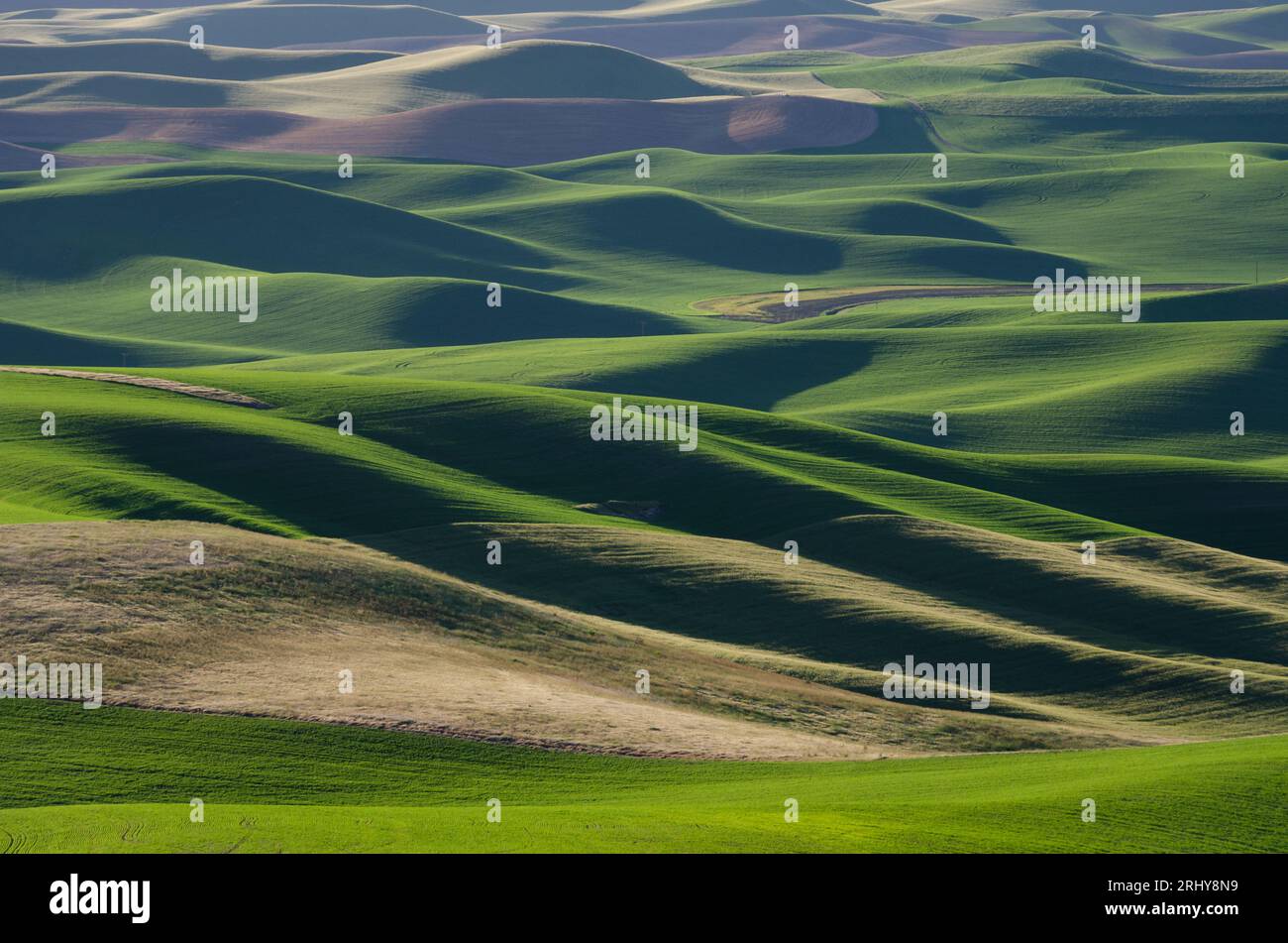Aerial view of rolling hills in the late afternoon on a day in June. Steptoe Butte State Park, Washington, USA. Stock Photo