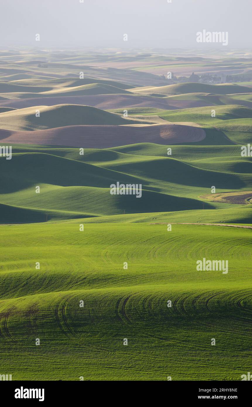 Aerial view of rolling hills in the late afternoon on a day in June. Steptoe Butte State Park, Washington, USA. Stock Photo