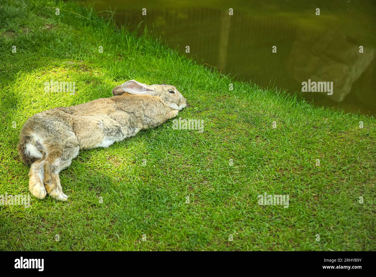 Sleeping Rabbit Outside Cute rabbit sleeping on grass at farm Stock Photo - Alamy