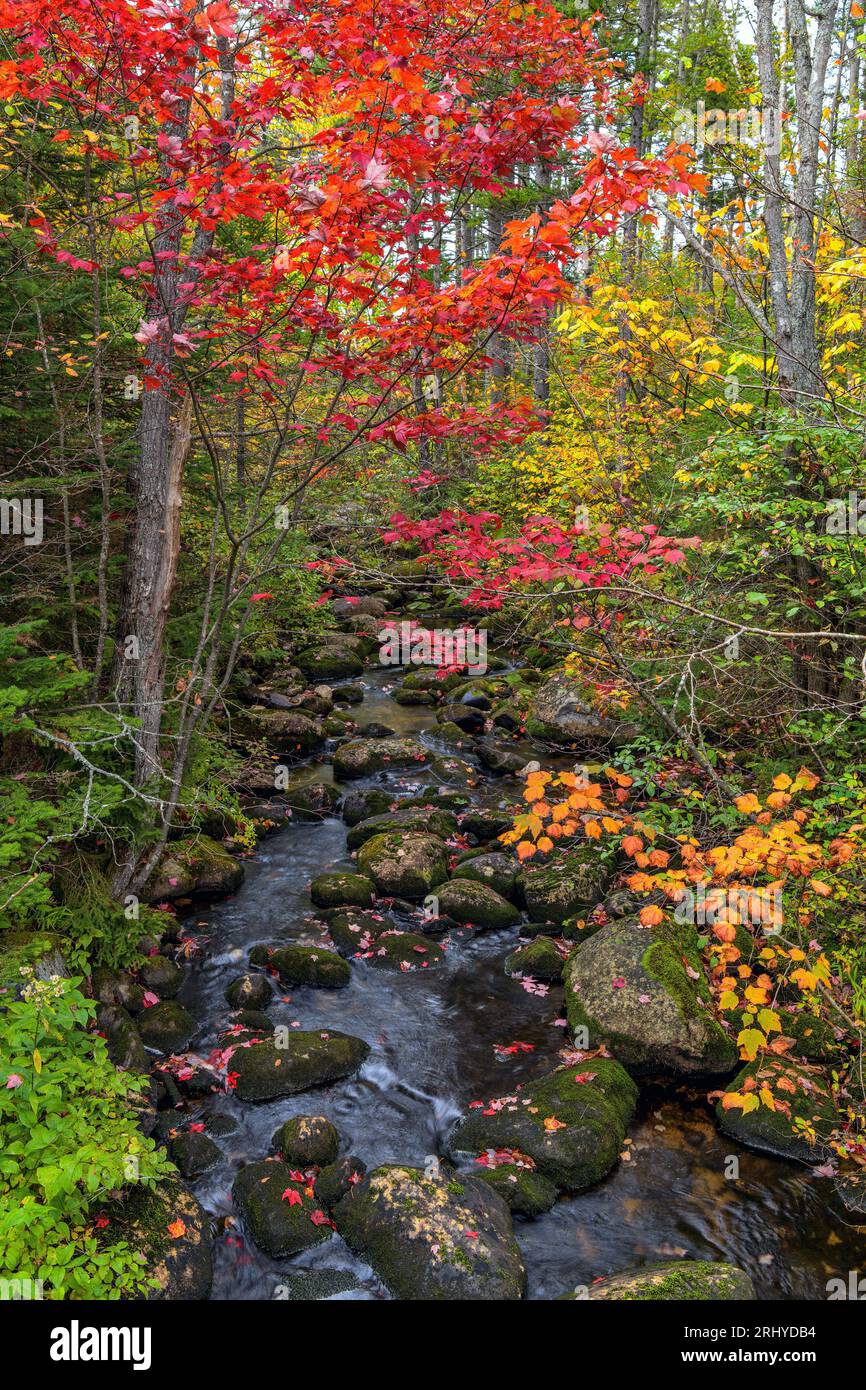 Autumn Creek - A vertical wide-angle view of a colorful mountain creek on a rainy Autumn day. West Maine, USA. Stock Photo