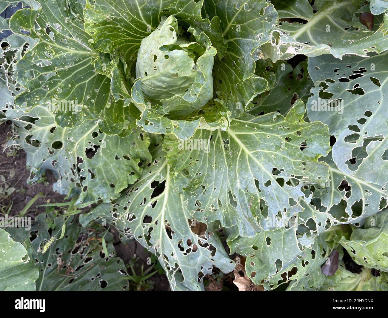 Cabbage damaged by slugs Stock Photo Alamy
