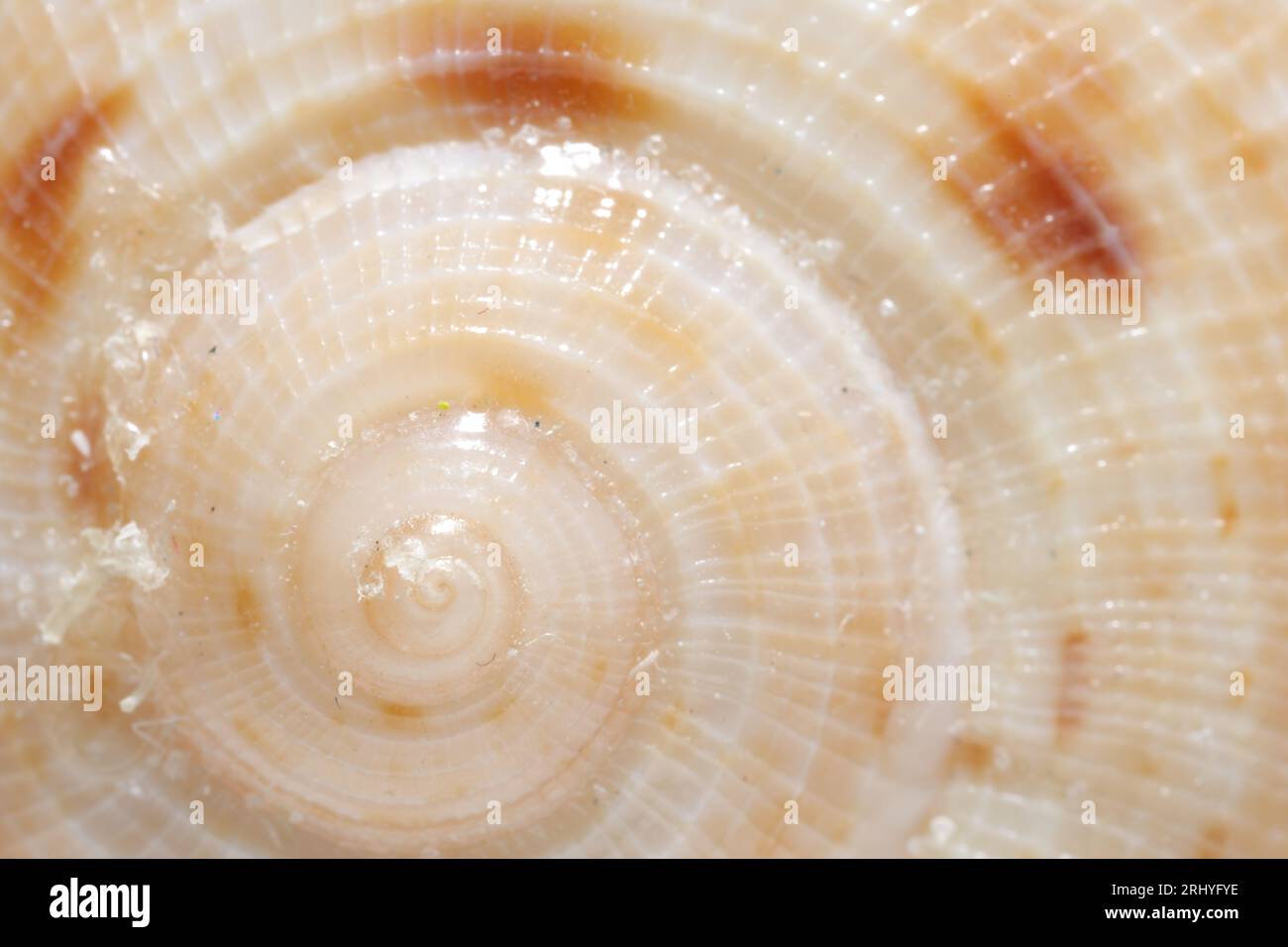 Texture of seashell as background, closeup view Stock Photo - Alamy