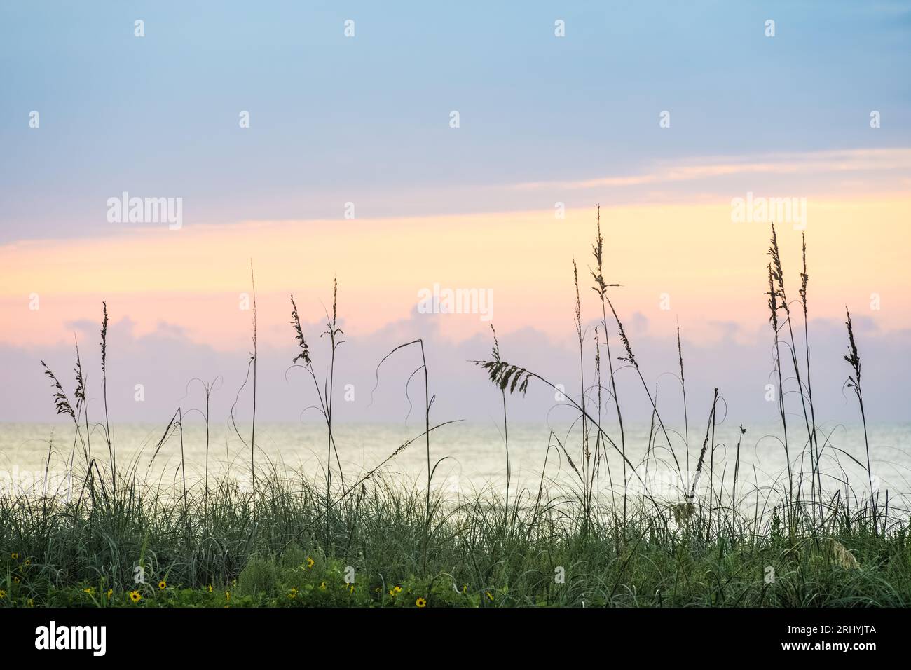 Beach dune sea oats against a beautiful pastel colored sunrise in Ponte Vedra Beach, Florida, just north of St. Augustine. (FL) Stock Photo