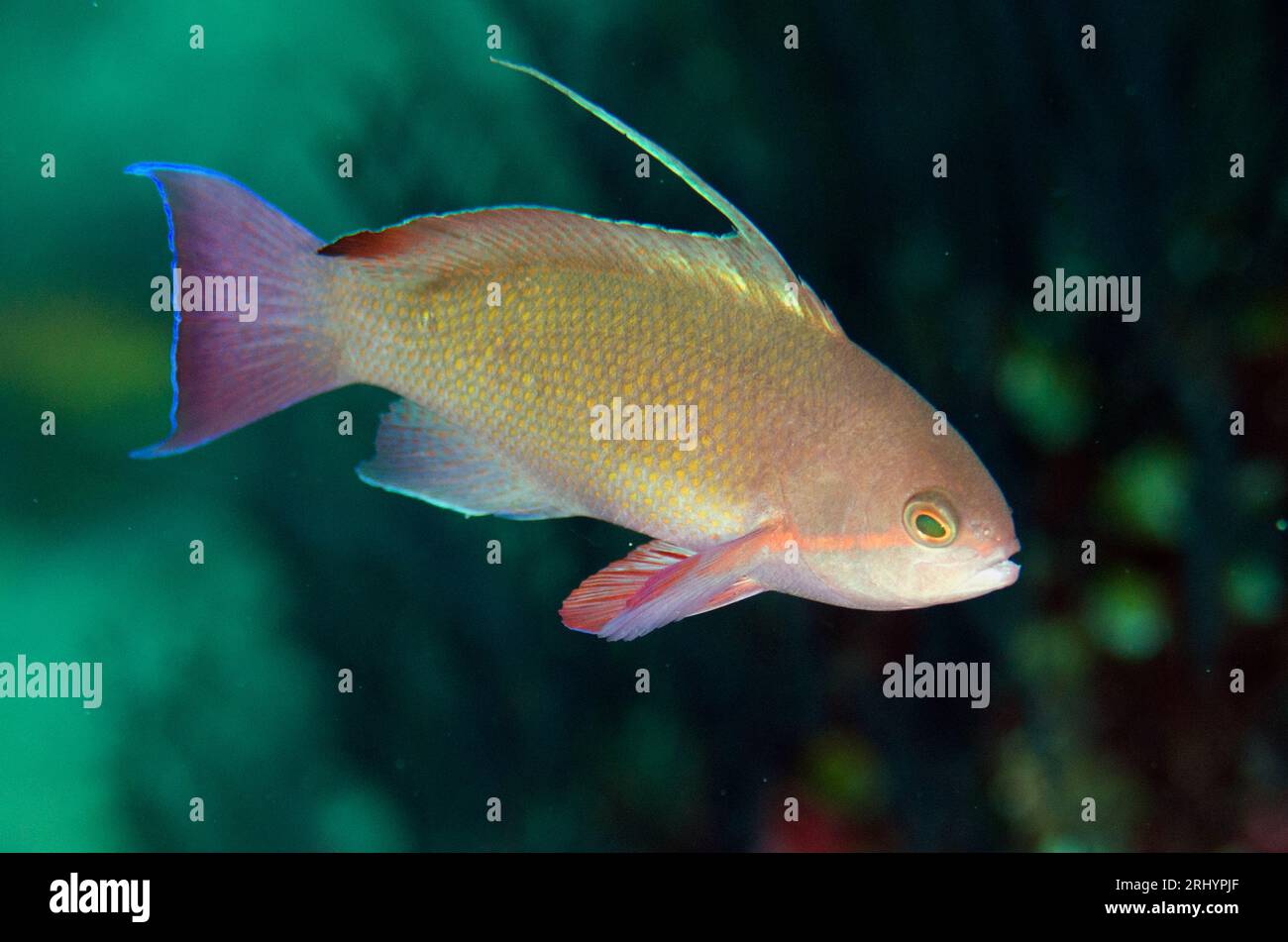 Scalefin Anthias, Pseudanthias squamipinnis, male displaying red