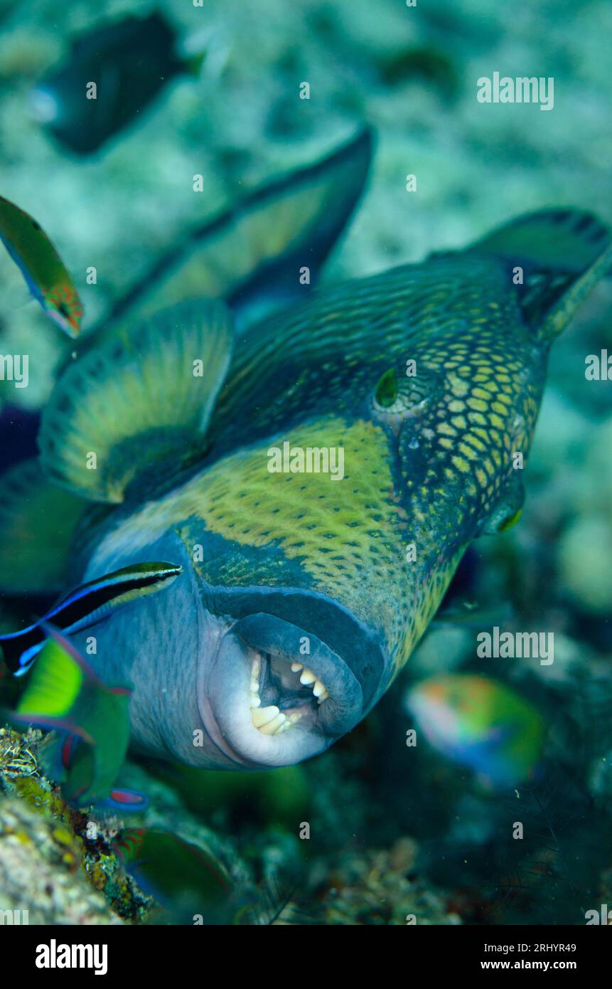 Titan Triggerfish, Balistoides viridescens, being cleaned by a Bluestreak Cleaner Wrasse, Labroides dimidiatus, Boo Rocks dive site, Boo Island, Misoo Stock Photo