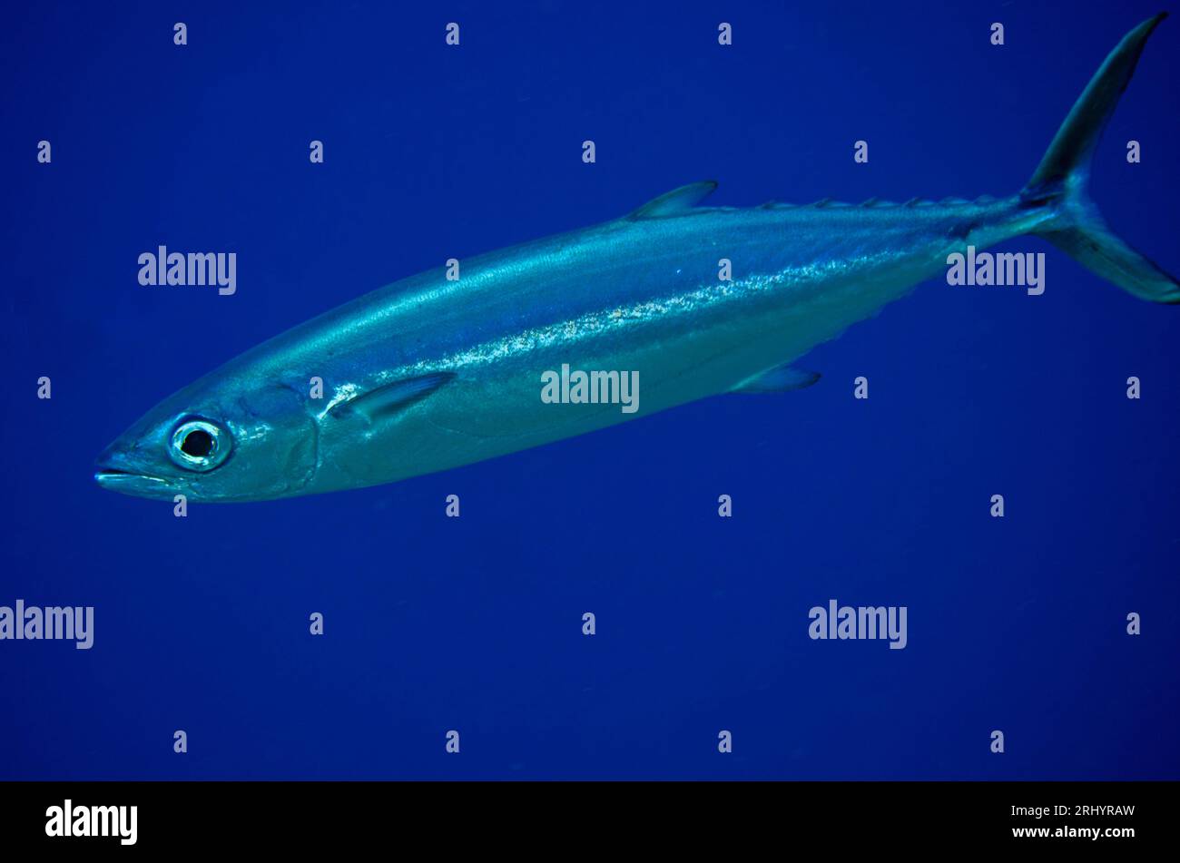 Yellowtail Horse Mackerel, Trachurus novaezelandiae, Boo Point East