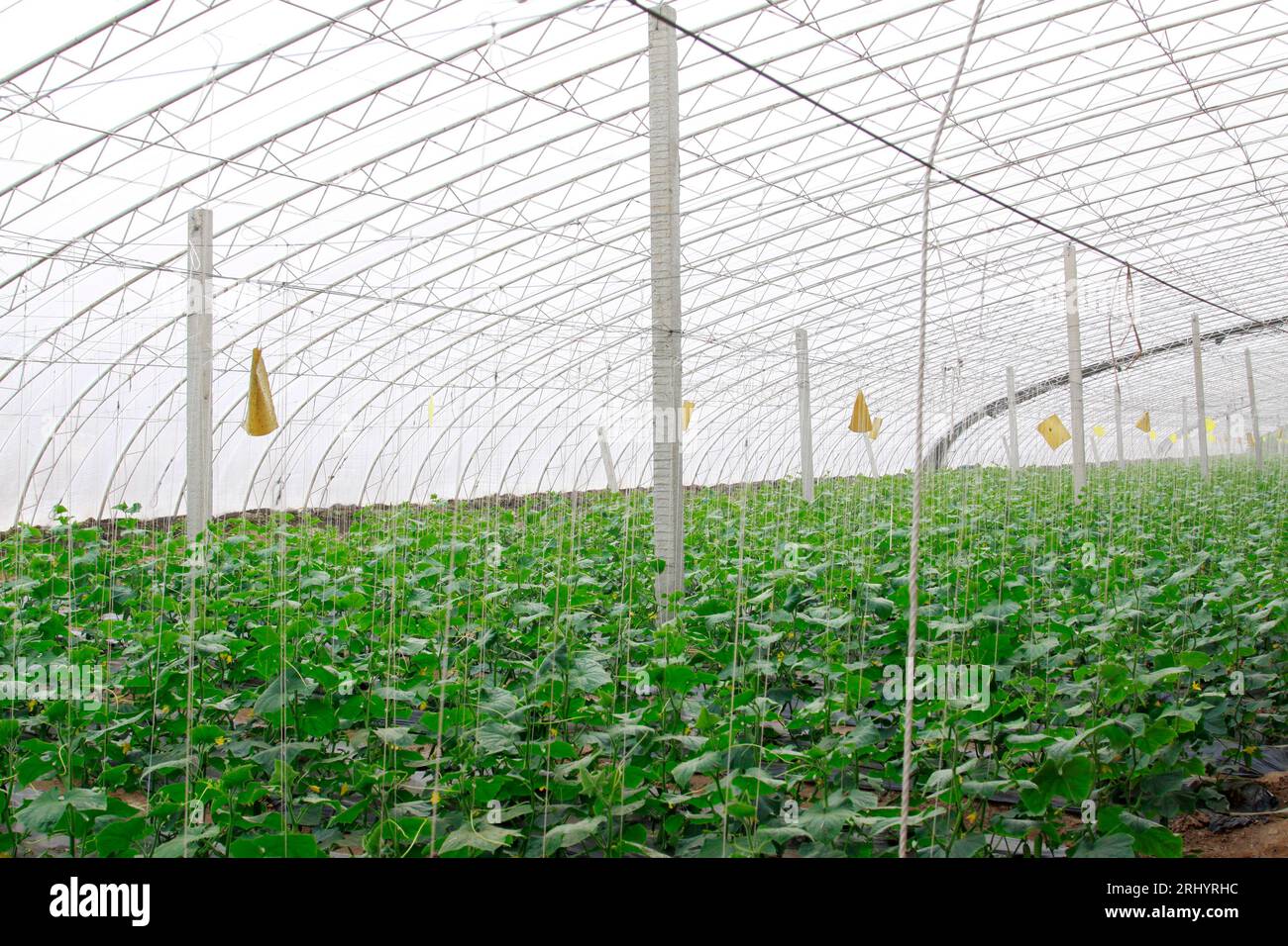 vegetable greenhouse internal landscape in winter Stock Photo - Alamy
