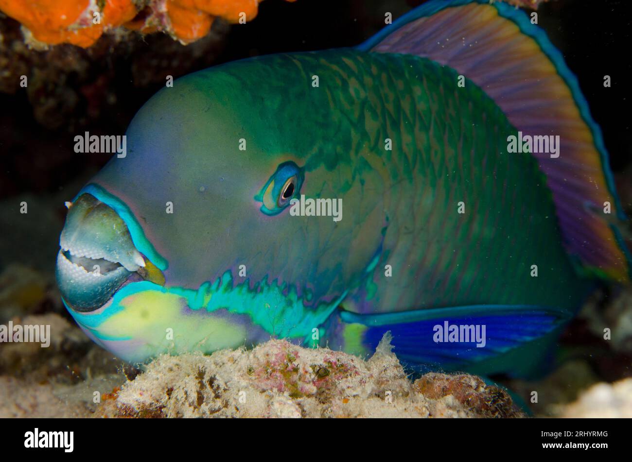 Steephead Parrotfish, Chlorurus microrhinos, night dive, Barracuda Rock dive site, Fiabacet Island, Misool, Raja Ampat, West Papua, Indonesia Stock Photo