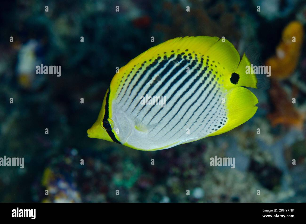 Spot-tail Butterflyfish, Chaetodon ocellicaudus, Neptune's Fan dive site, Wayil Island, Misool, Raja Ampat, West Papua, Indonesia Stock Photo