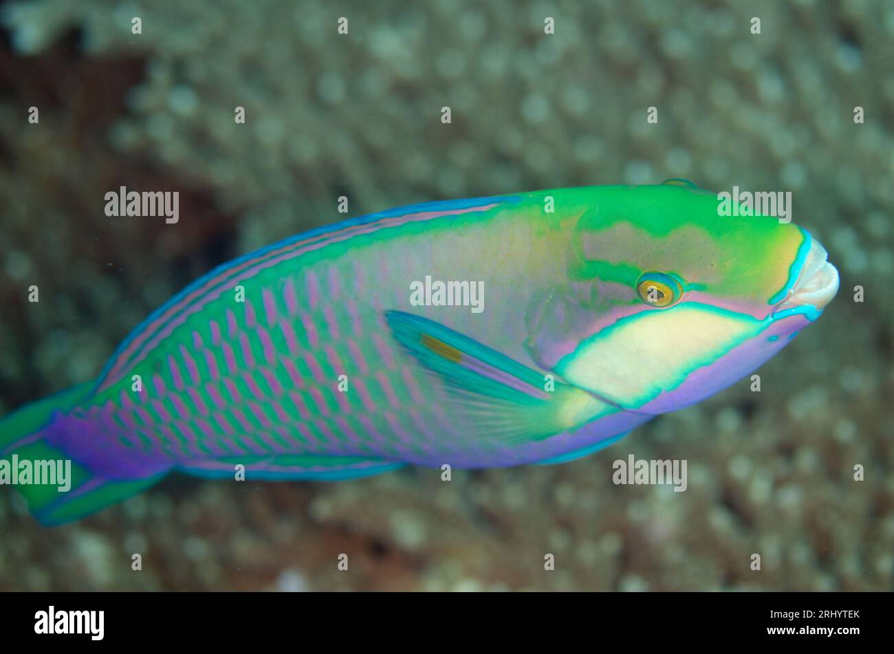 Bleeker's Parrotfish, Chlorurus bleekeri, Melissa's Garden dive site ...