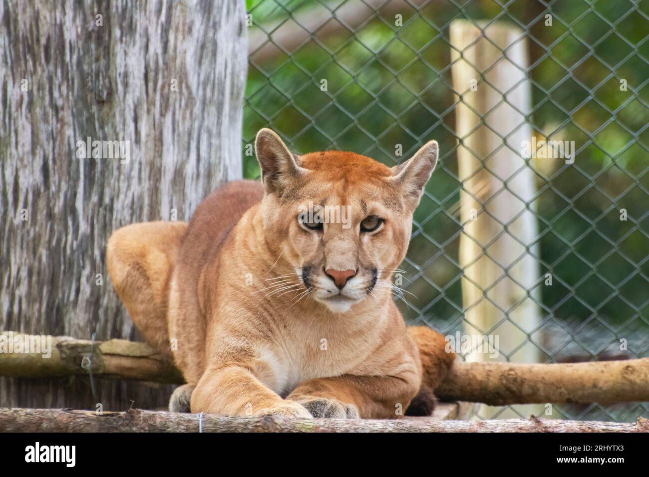 captivity puma cougar looking fence Stock Photo Alamy