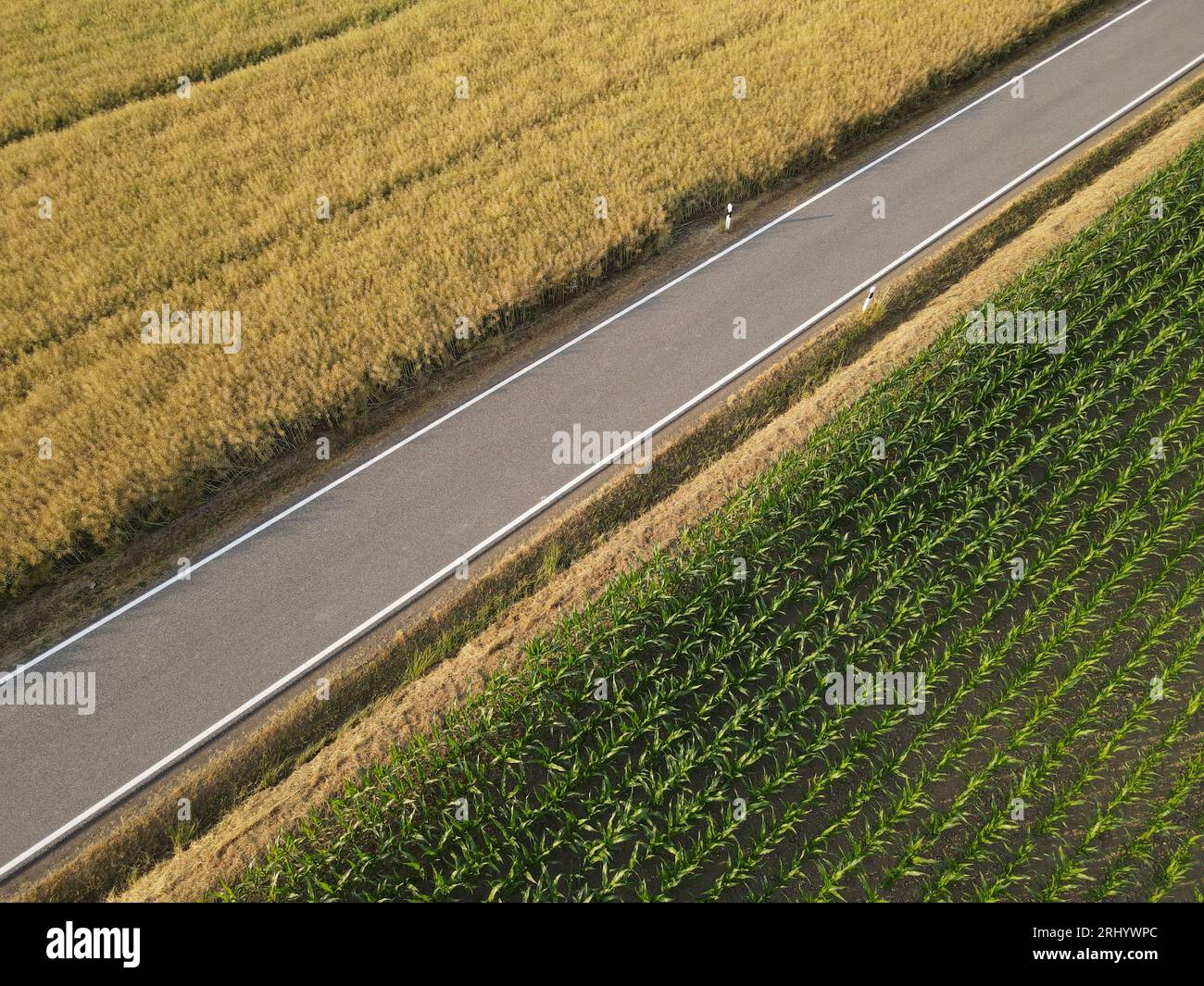 Aerial view of a road between crop and corn fields in the countryside Stock Photo