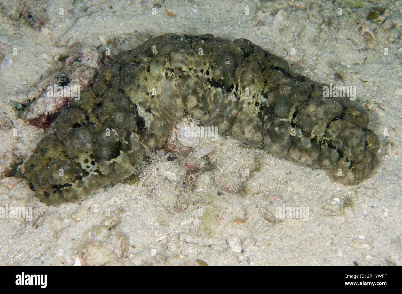 Dragonfish Sea Cucumber, Stichopus horrens, with extended papillae, Cendana Fuel Dump Jetty dive site, Waigeo Island, Aljui Bay, Raja Ampat, West Papu Stock Photo