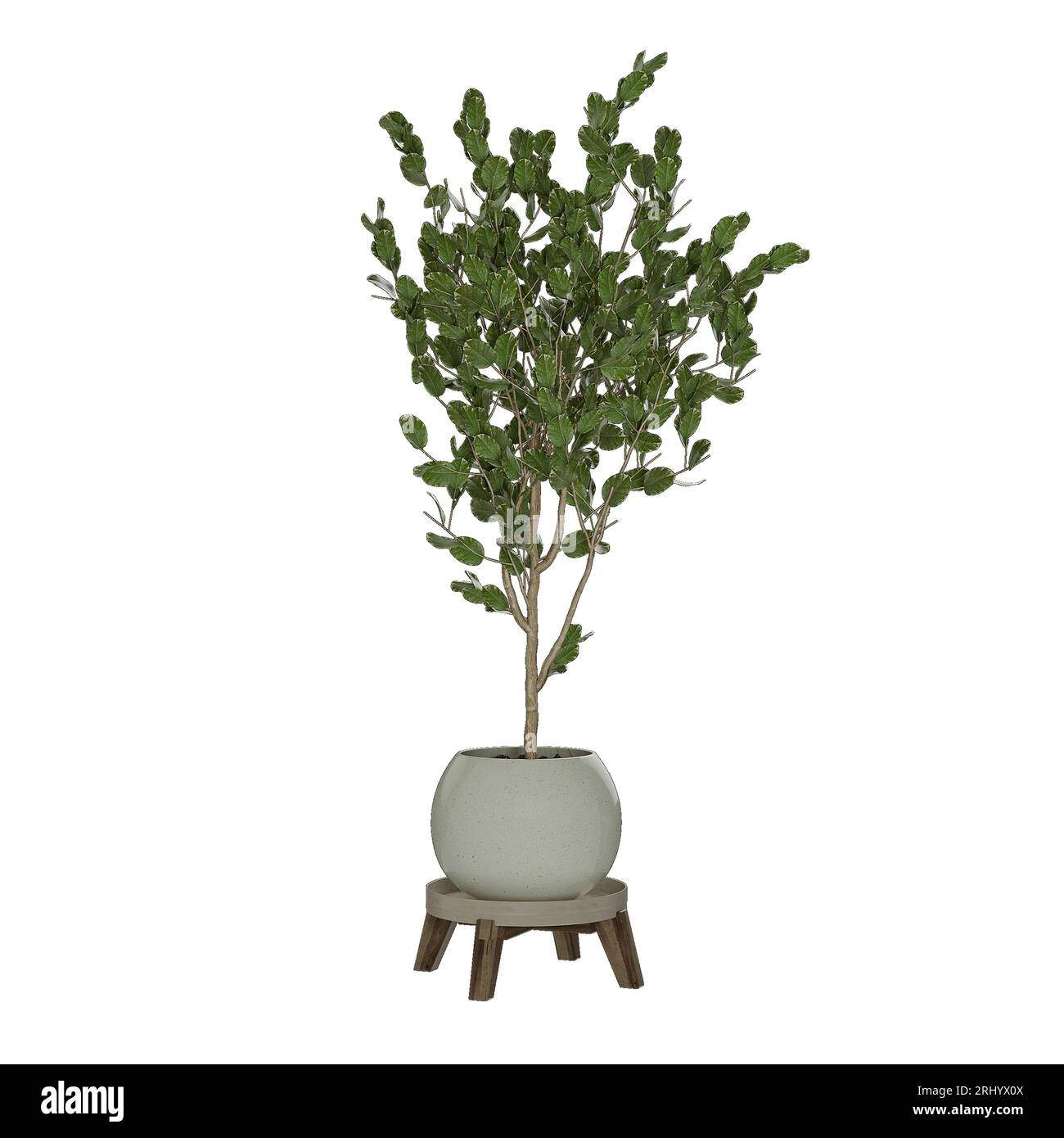 bonsai tree isolated on white Stock Photo - Alamy