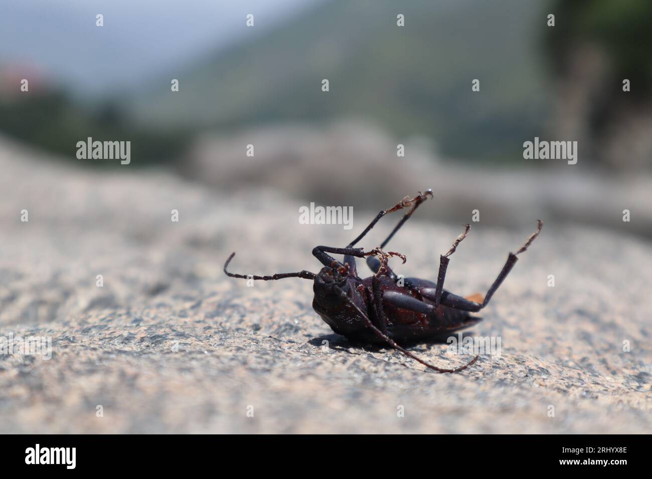 beetle Derobrachus geminatus (palo verde beetle) on the rocks Stock Photo