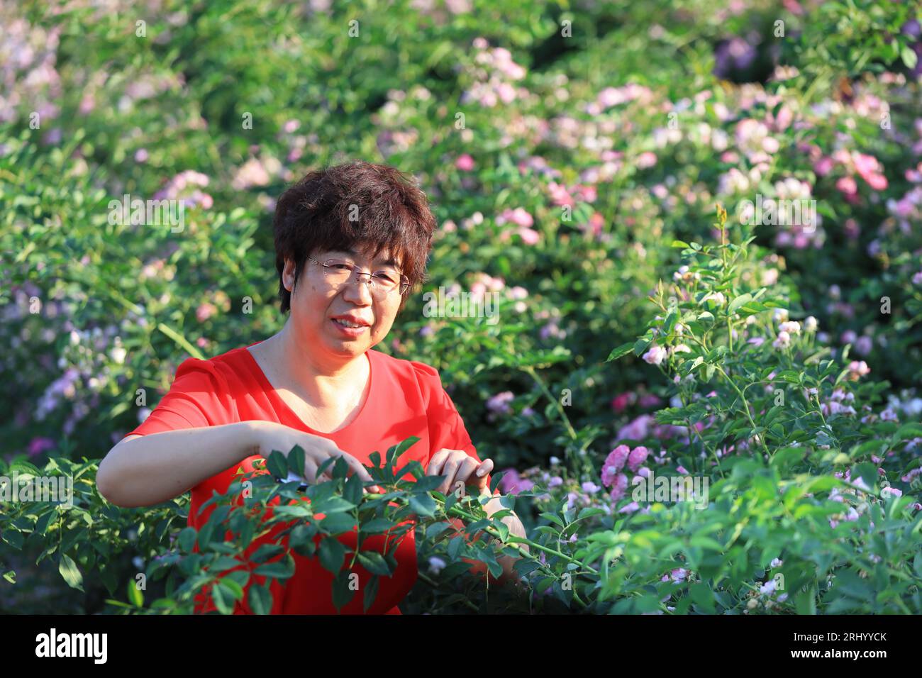 Luannan County - June 1, 2019: A lady is enjoying roses, Luannan County, Hebei Province, China Stock Photo