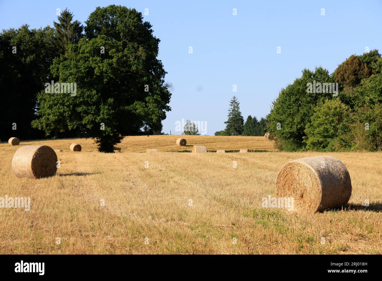 Paille hi-res stock photography and images - Page 3 - Alamy