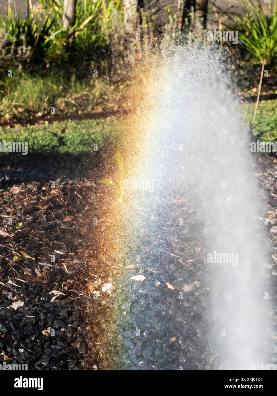 Rainbow formed as afternoon sunlight shines on the hose water spraying