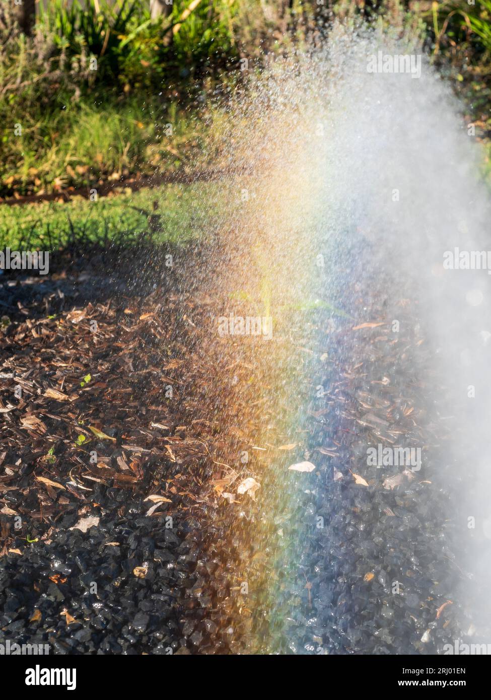 Rainbow formed as afternoon sunlight shines on the hose water spraying