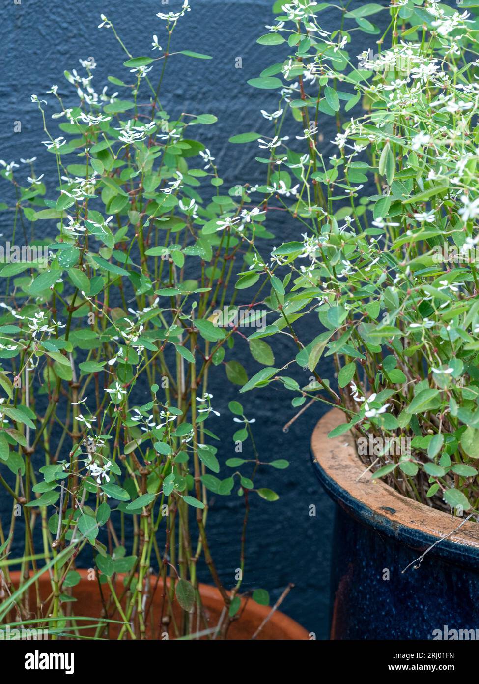 Two Pots of plants with white flowers and green leaves, Euphorbia Diamond Frost, potplants Stock Photo