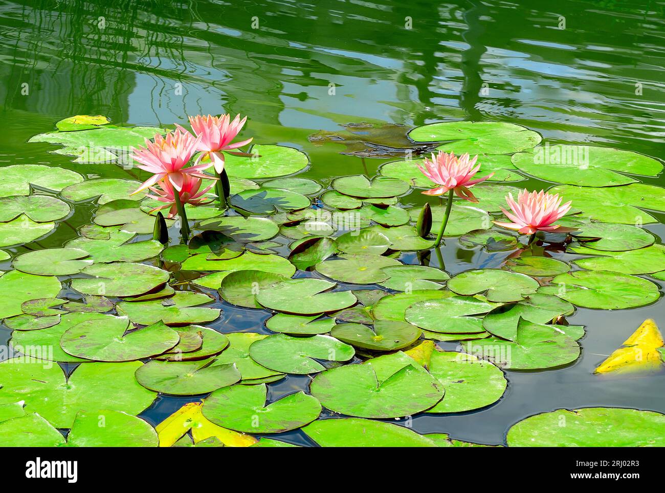 Water lily in small lake Stock Photo Alamy