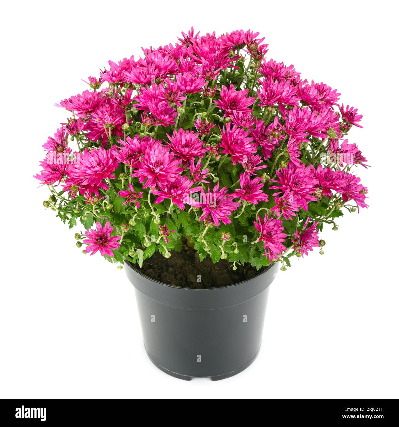 blooming chrysanthemum in flowerpot isolated on white Stock Photo