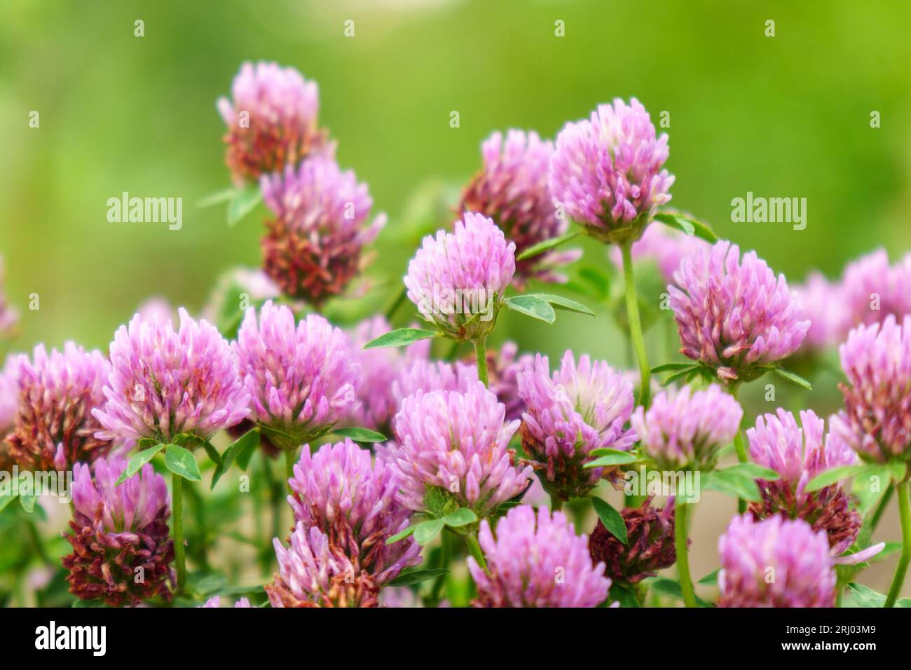 Flowers of violet clover Trifolium repens.The plant is edible
