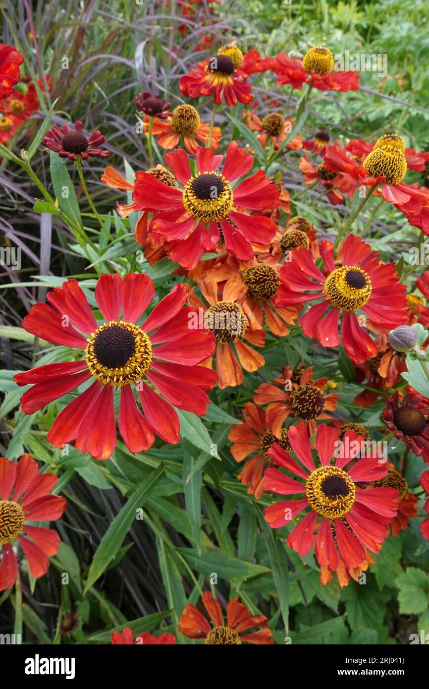 Closeup on the brilliant red rich flowers of the sneezeweed, Helenium autumnale in the garden Stock Photo